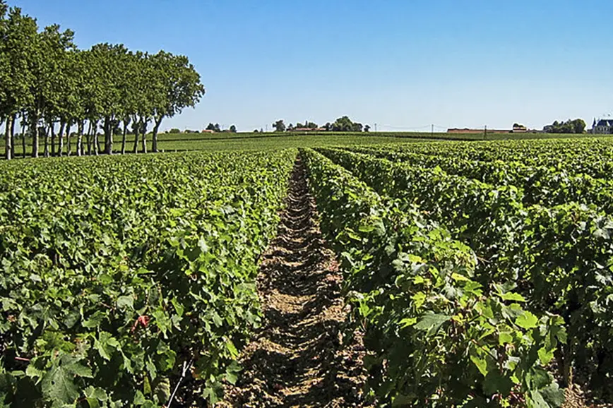 chateau vigneron kavel