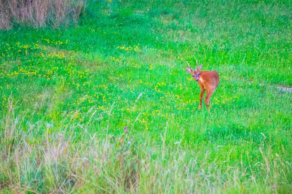 see some roe deer at the ecological campsite in the Lot