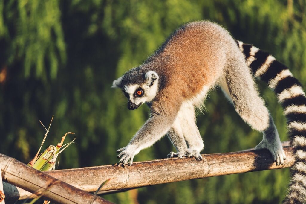 reserve zoologique calviac lemurien