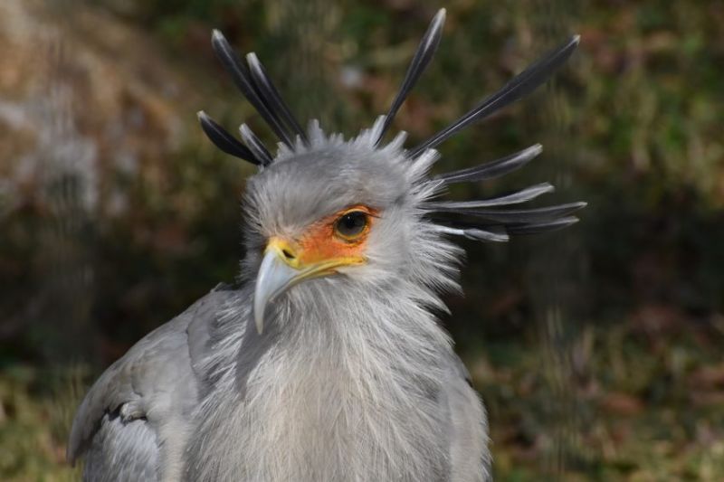 reserve zoologique calviac oiseau