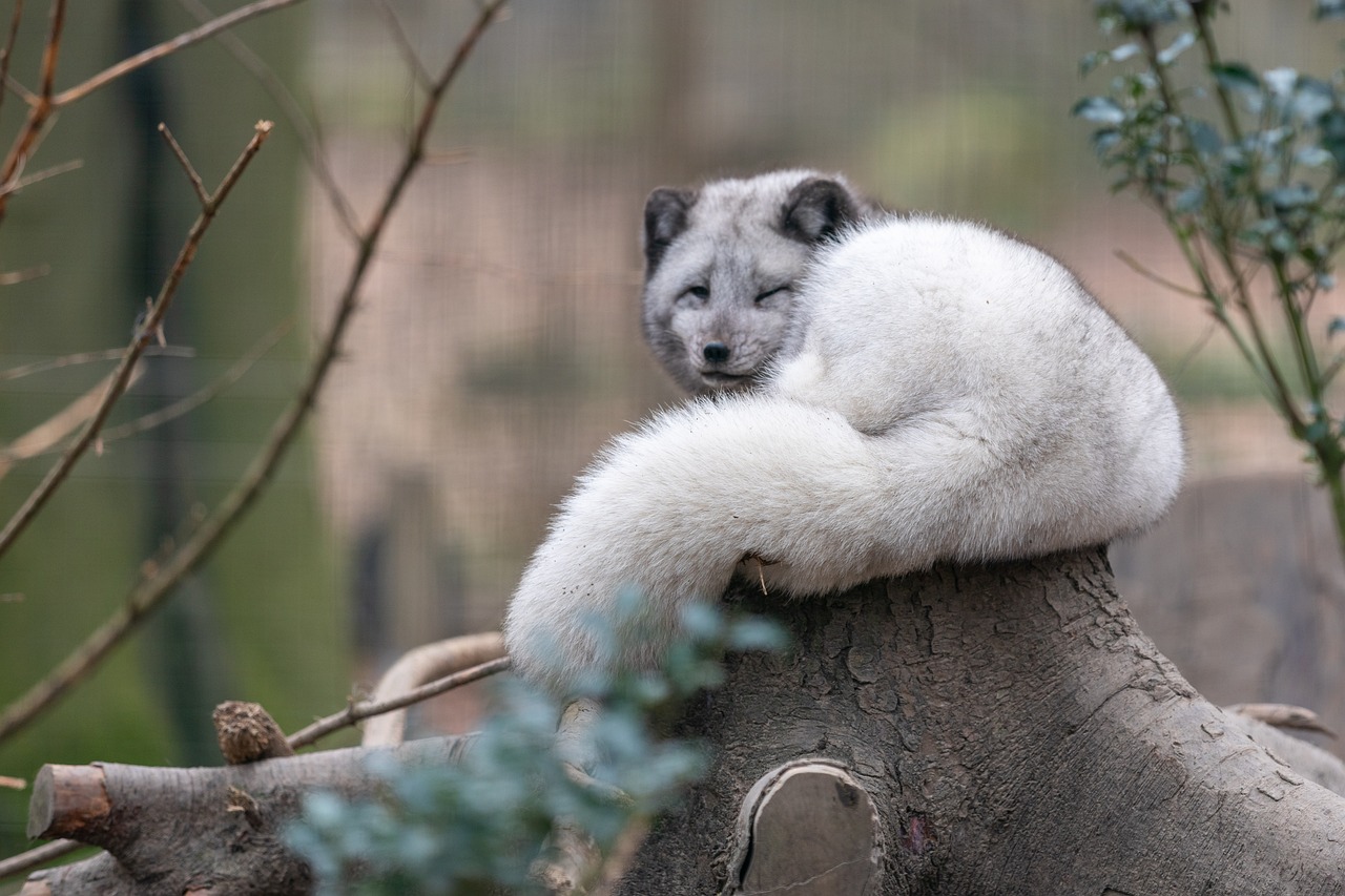reserve zoologique calviac renard artique