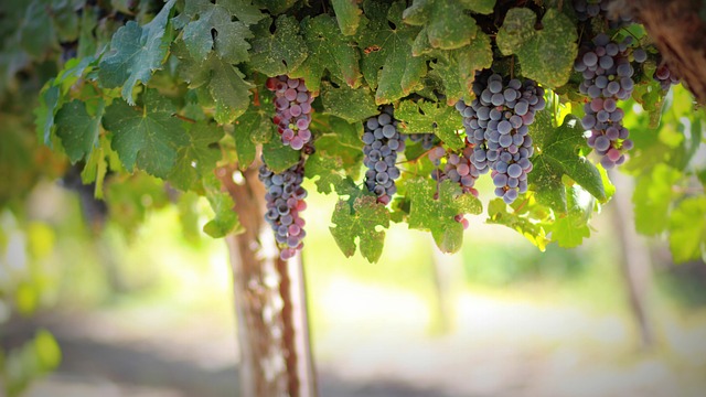 Raisins Vignoble